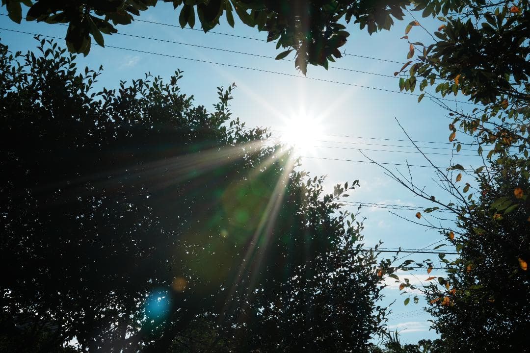 日常を美しく切り取る SIGMA 30mm F2.8 DN Art SONY E