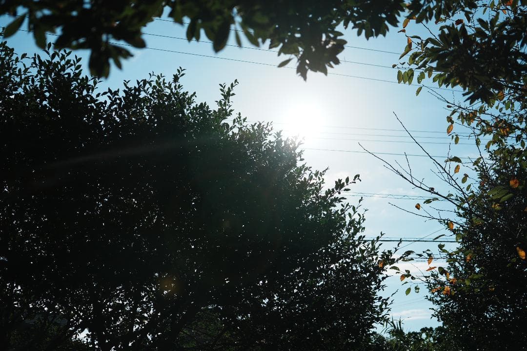 日常を美しく切り取る SIGMA 30mm F2.8 DN Art SONY E