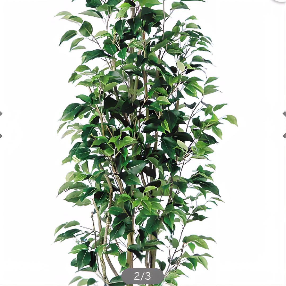 光触媒　人工観葉植物　ウォールグリーン　フェイクグリーン　ベンジャミンスリム15