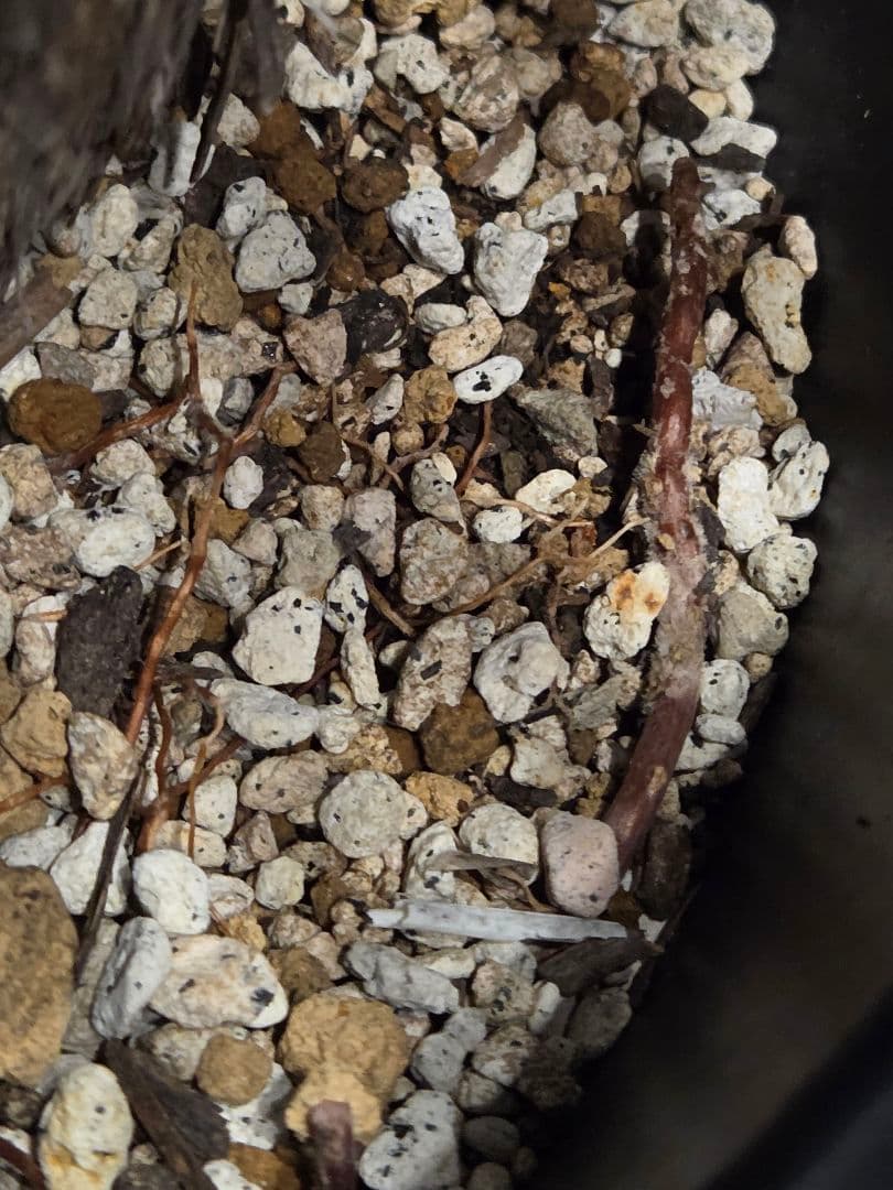 ユッカ ロストラータ (せ) ブルー強め