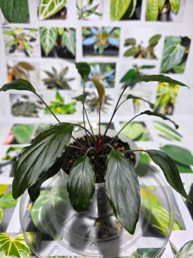 熱帯植物　PP便正規タグ付　ホマロメナsp.\"紅明\"
