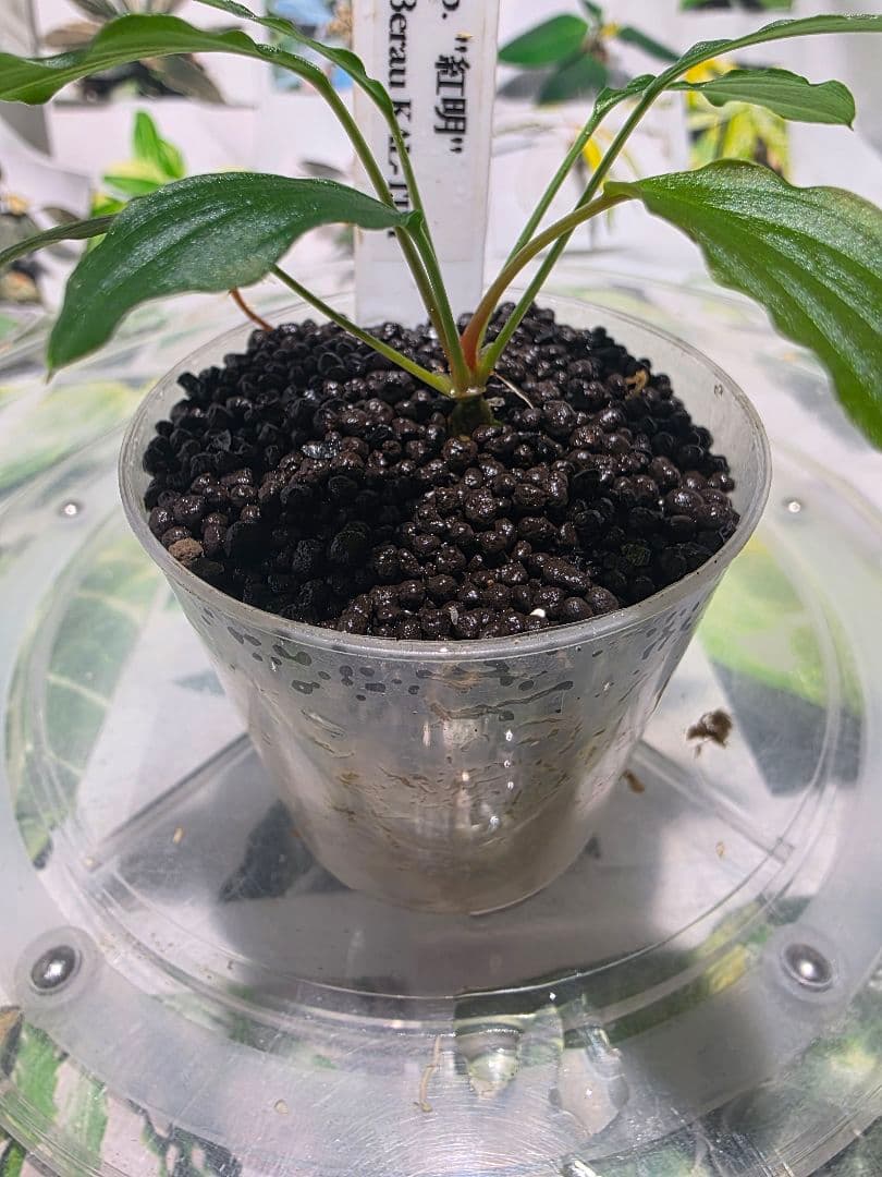 熱帯植物　PP便正規タグ付　ホマロメナsp.\"紅明\"