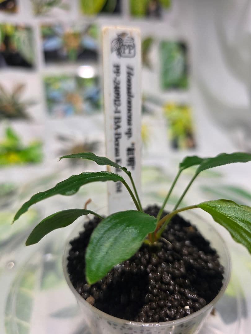 熱帯植物　PP便正規タグ付　ホマロメナsp.\"紅明\"