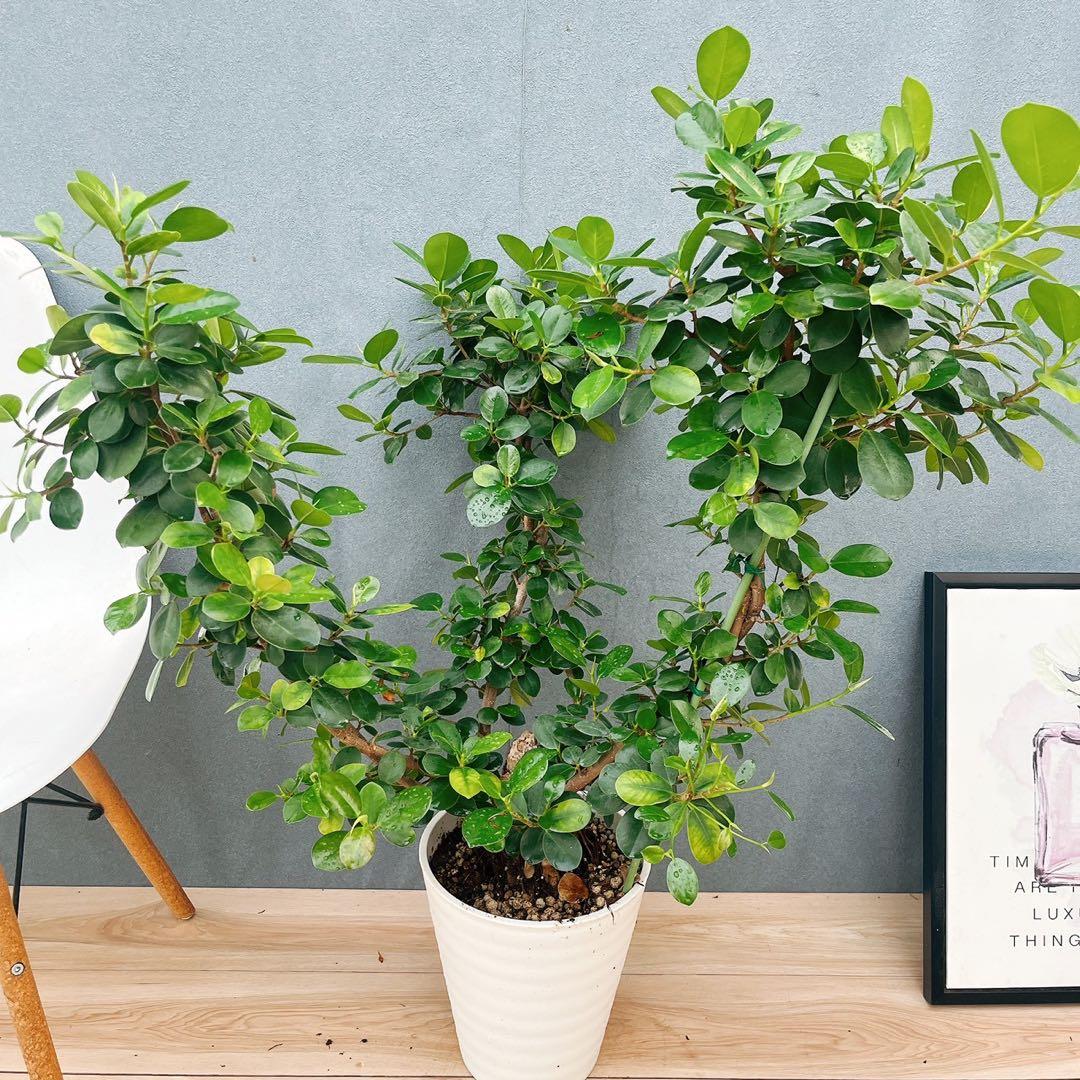 ［現品］【希少】※売約済※ A2 パンダガジュマル　8号　観葉植物　室内　レア