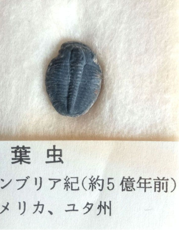 三葉虫他化石