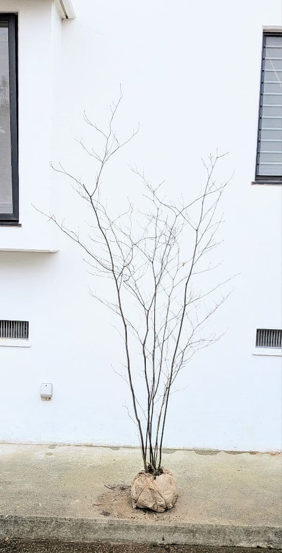 優良株。山採りクロモジ。