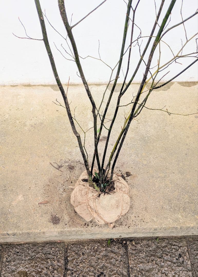 優良株。山採りクロモジ。