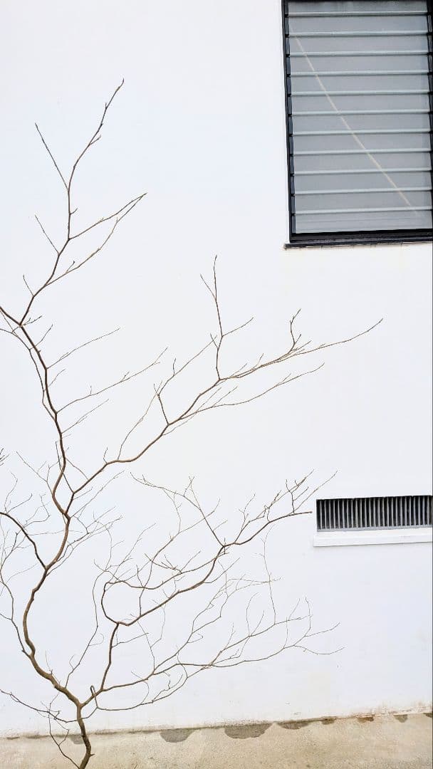 優良株。山採りクロモジ。