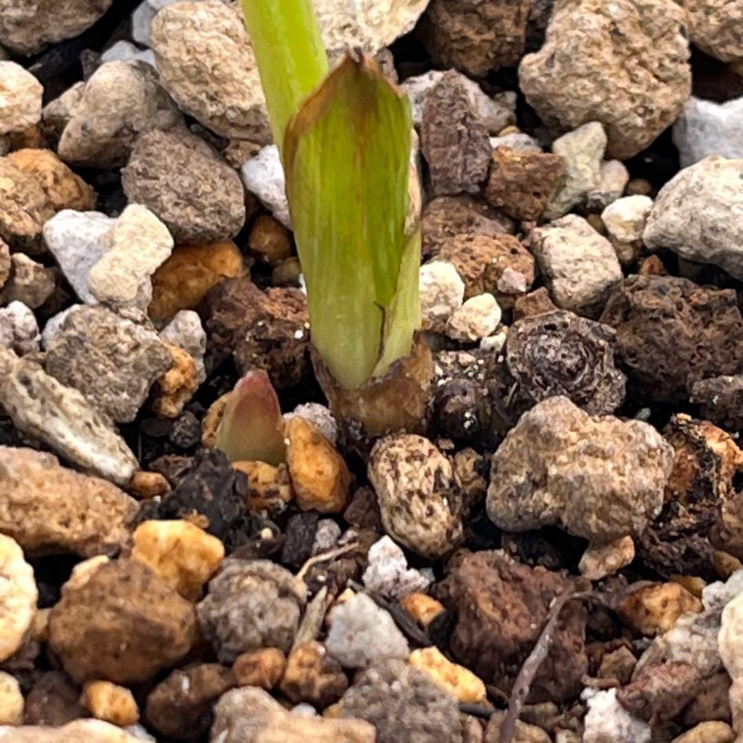 i*u様 ☘️ラスト☘️根充実❤️プックリ新芽❤️469⭐️極上レア⭐️パステル