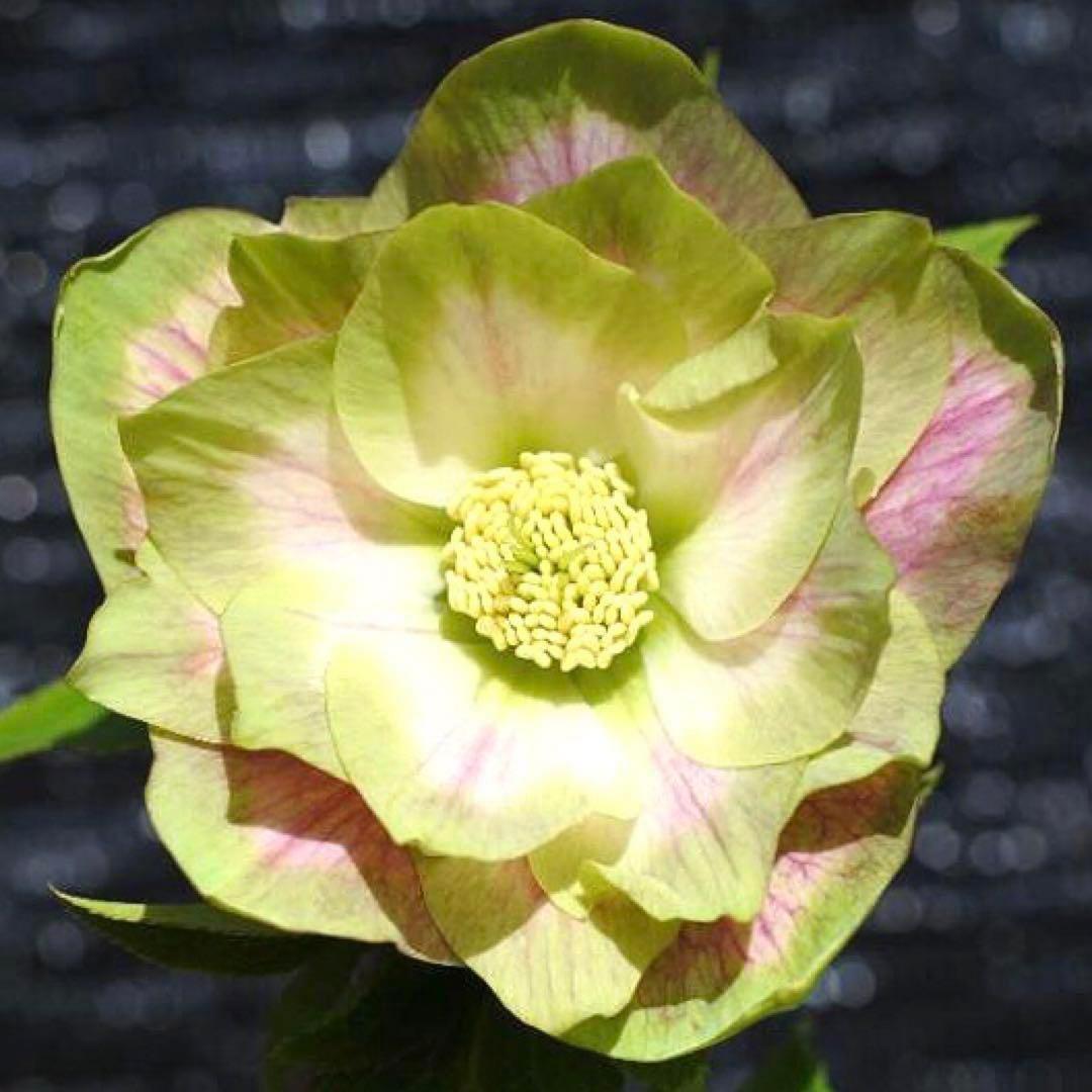 i*u様 ☘️ラスト☘️根充実❤️プックリ新芽❤️469⭐️極上レア⭐️パステル