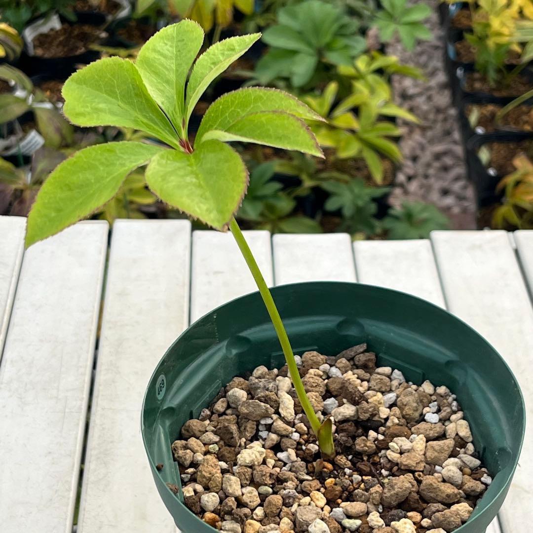 i*u様 ☘️ラスト☘️根充実❤️プックリ新芽❤️469⭐️極上レア⭐️パステル