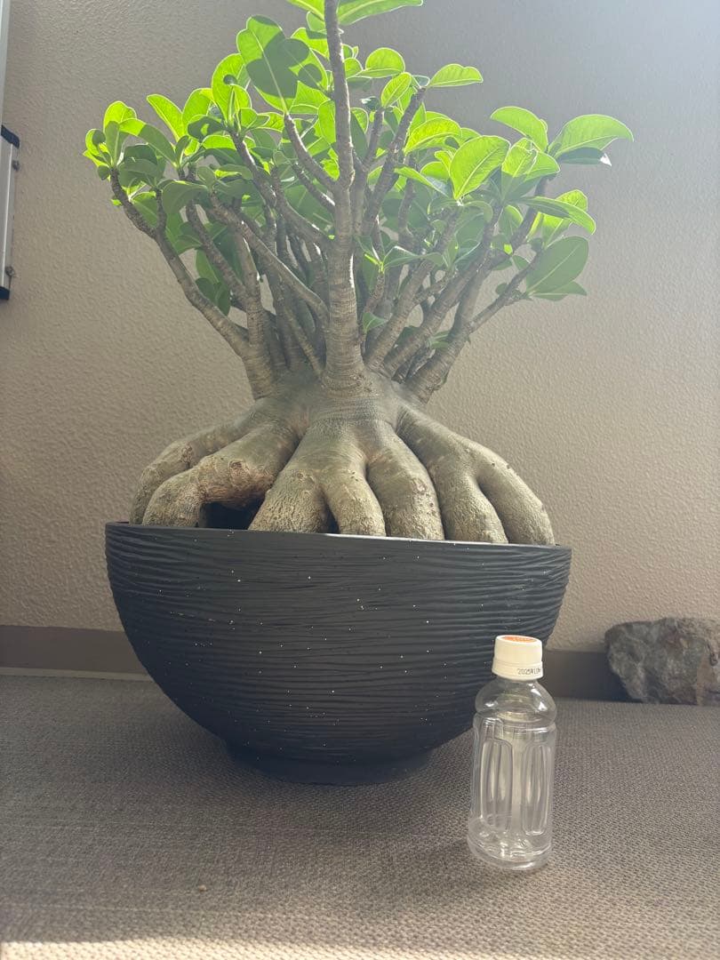 アデニウム　アラビカム　タイ産