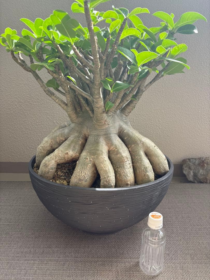 アデニウム　アラビカム　タイ産