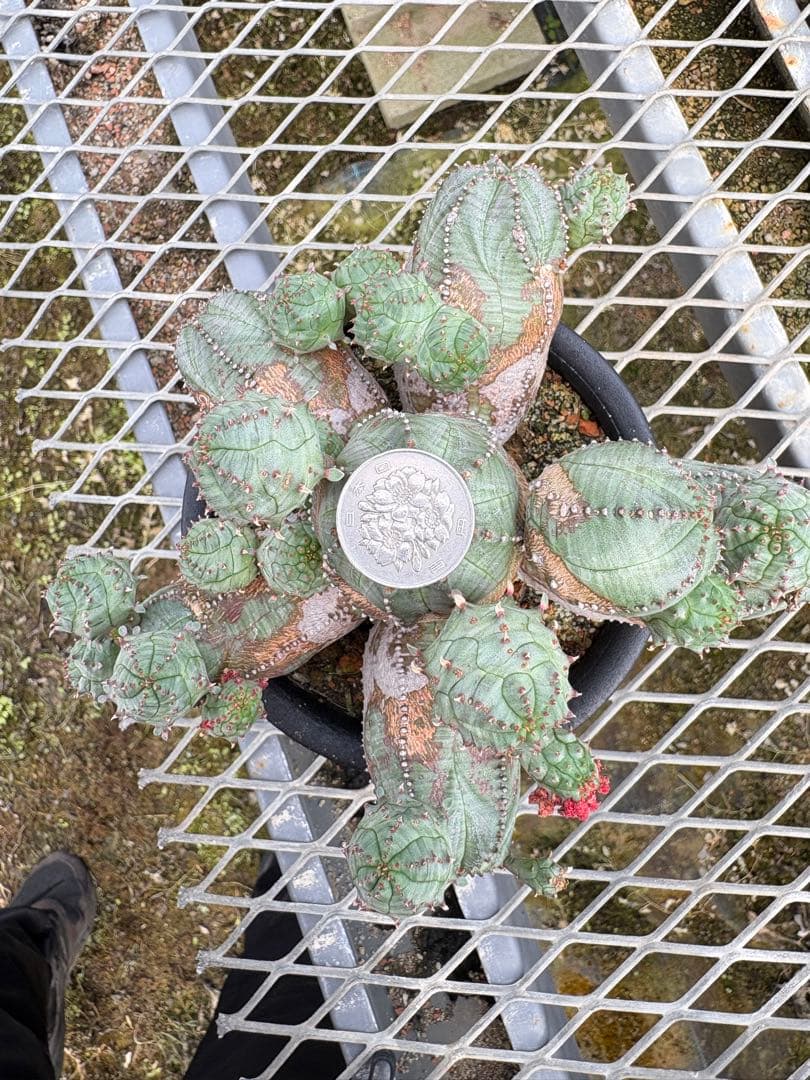 ユーフォルビア　オベサブロウ　モンスト