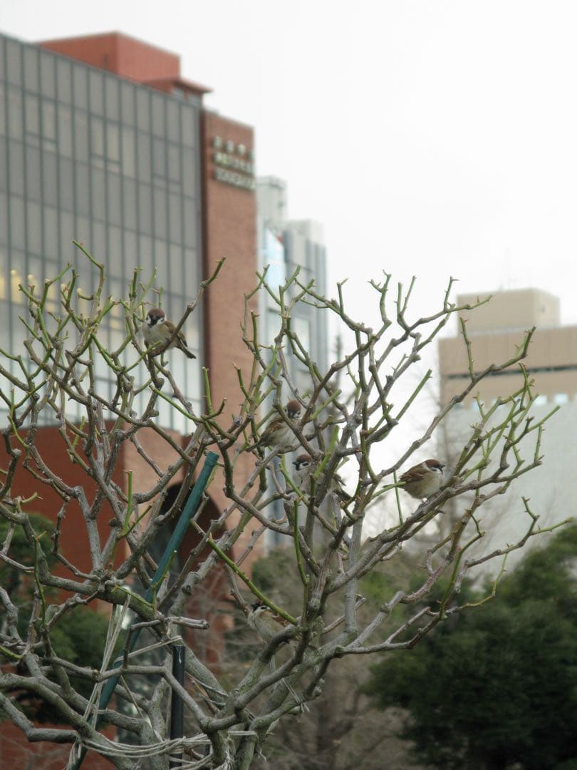 Canon PowerShot G9 コンパクトデジタルカメラ