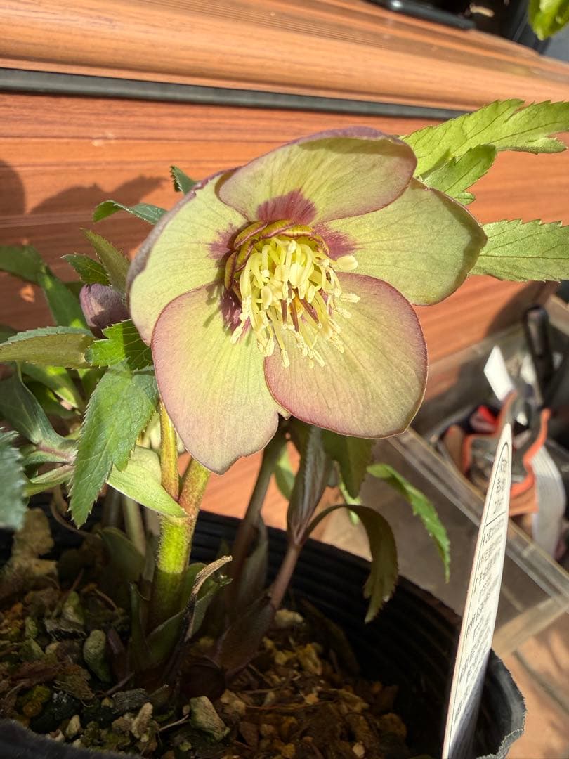 【未株分】横山園芸 クリスマスローズ プチドール 原種系フラッシュ