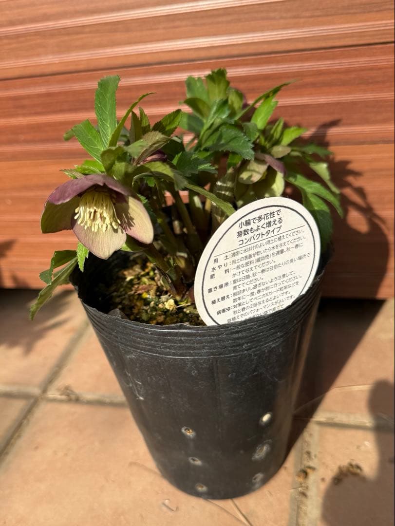 【未株分】横山園芸 クリスマスローズ プチドール 原種系フラッシュ