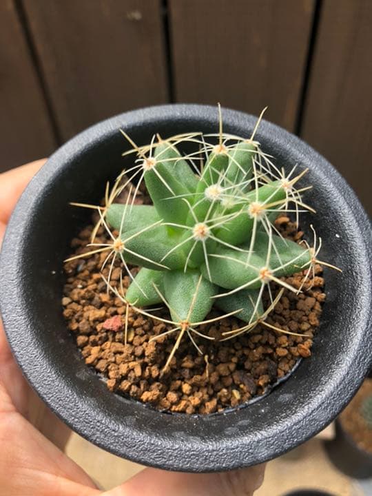 専用ページです(^○^)