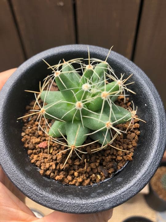 専用ページです(^○^)