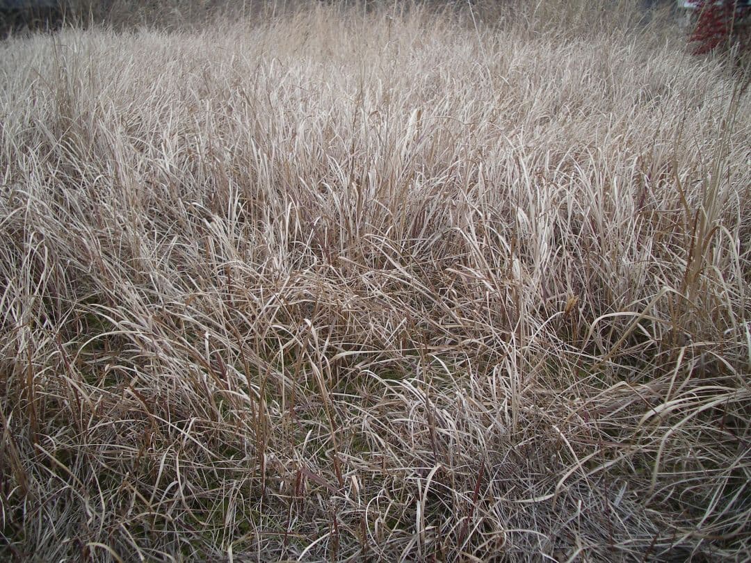 美品　ペンタックス PENTAX Optio X スマホ転送　自撮り