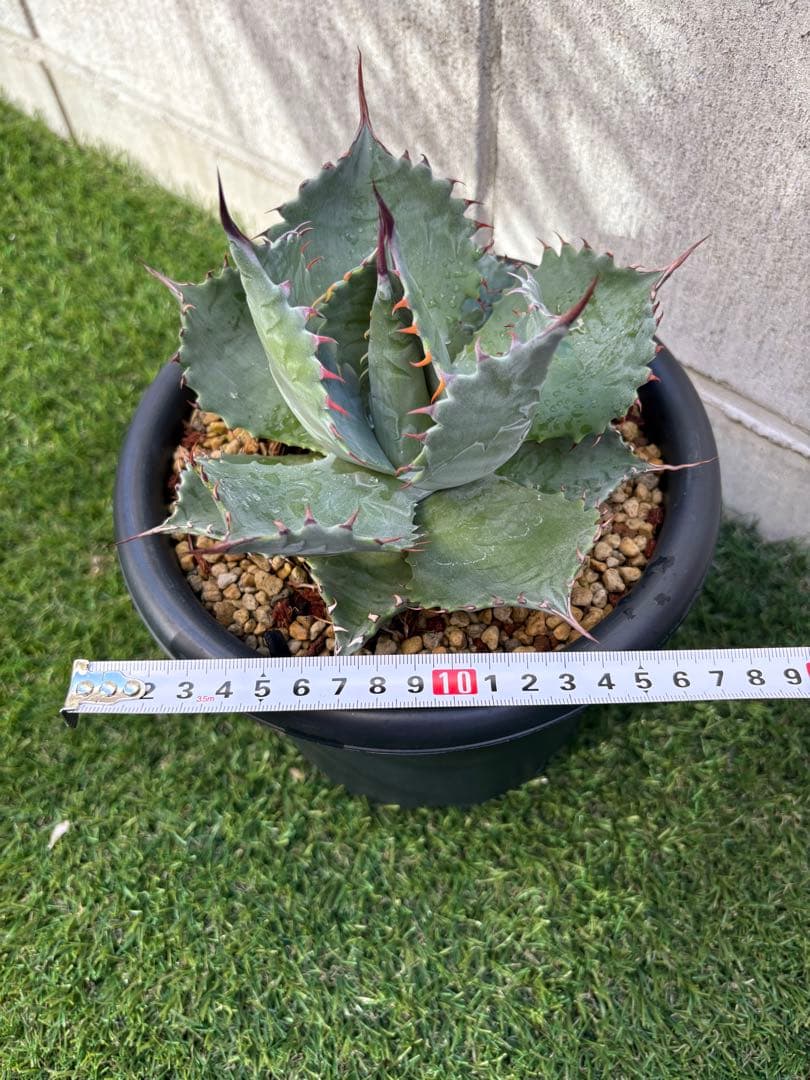 アガベ パラサナ　イシスメンシス　パライシ　ハイブリッド