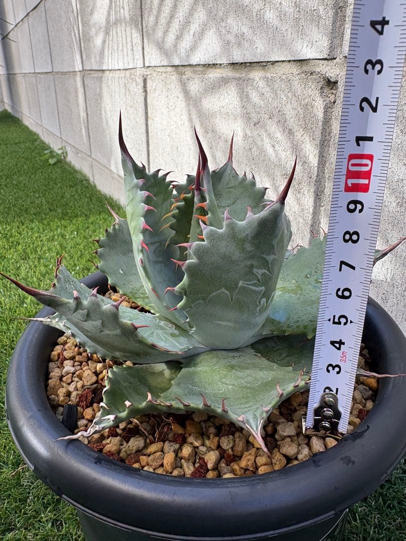 アガベ パラサナ　イシスメンシス　パライシ　ハイブリッド