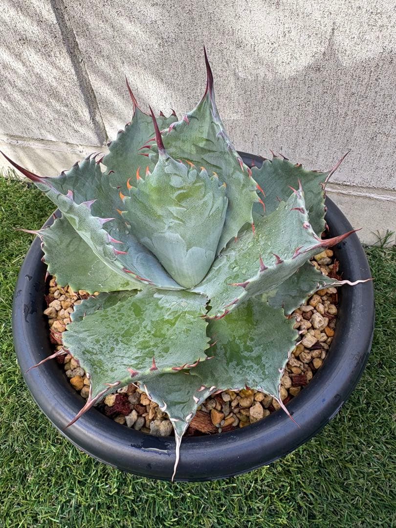 アガベ パラサナ　イシスメンシス　パライシ　ハイブリッド