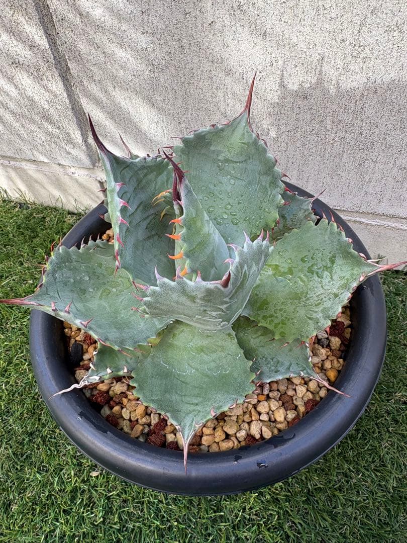 アガベ パラサナ　イシスメンシス　パライシ　ハイブリッド