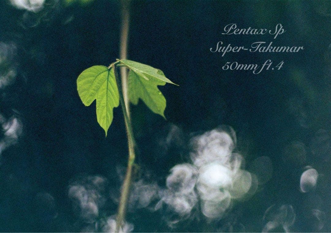 pentax sp★完動品＊美品＊初期保証★本革シチリアンブルー★フィルムカメラ