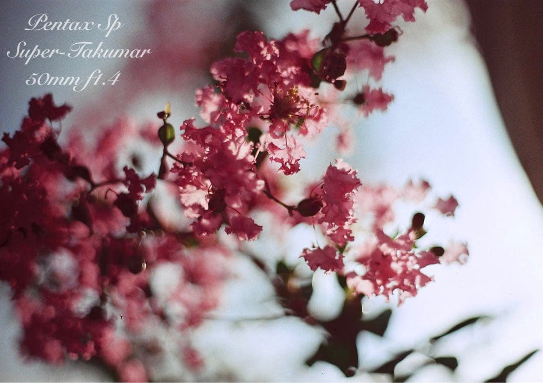 pentax sp★完動品＊美品＊初期保証★本革シチリアンブルー★フィルムカメラ