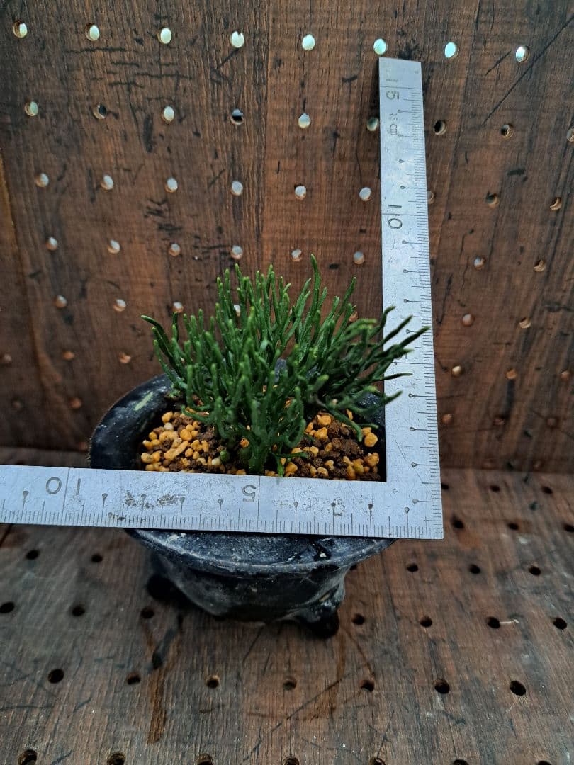 松葉蘭　青龍角　シダ植物　観葉植物　植物　インテリア　ガーデニング　園芸　古典