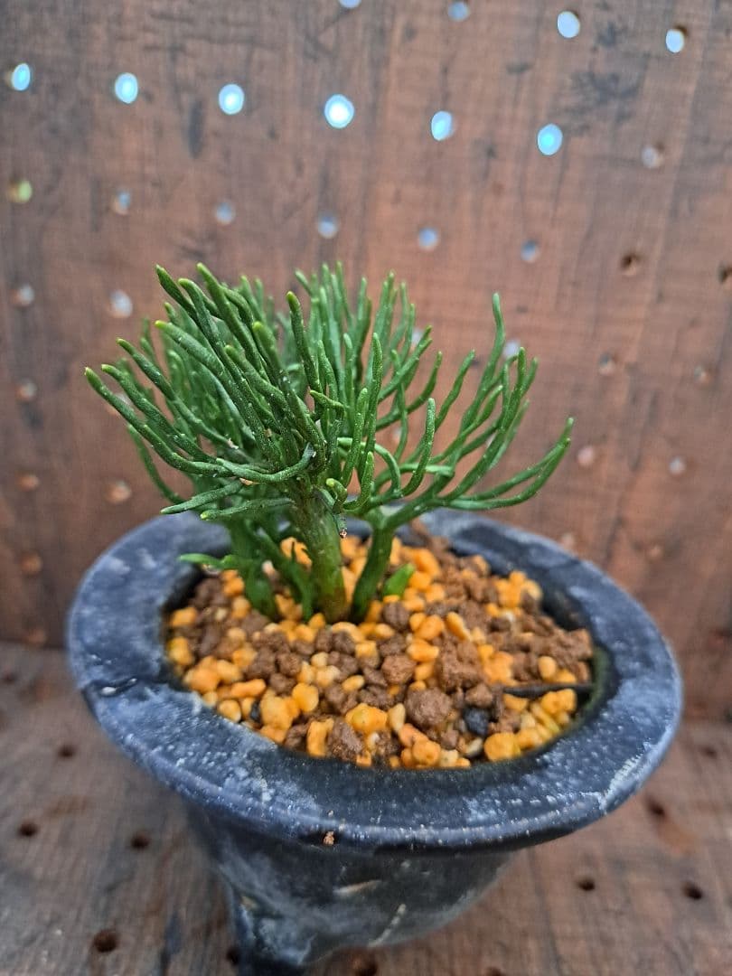 松葉蘭　青龍角　シダ植物　観葉植物　植物　インテリア　ガーデニング　園芸　古典