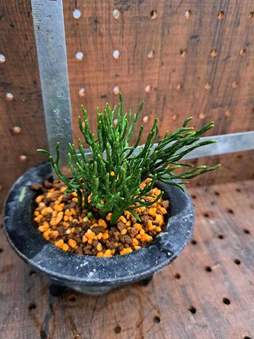 松葉蘭　青龍角　シダ植物　観葉植物　植物　インテリア　ガーデニング　園芸　古典