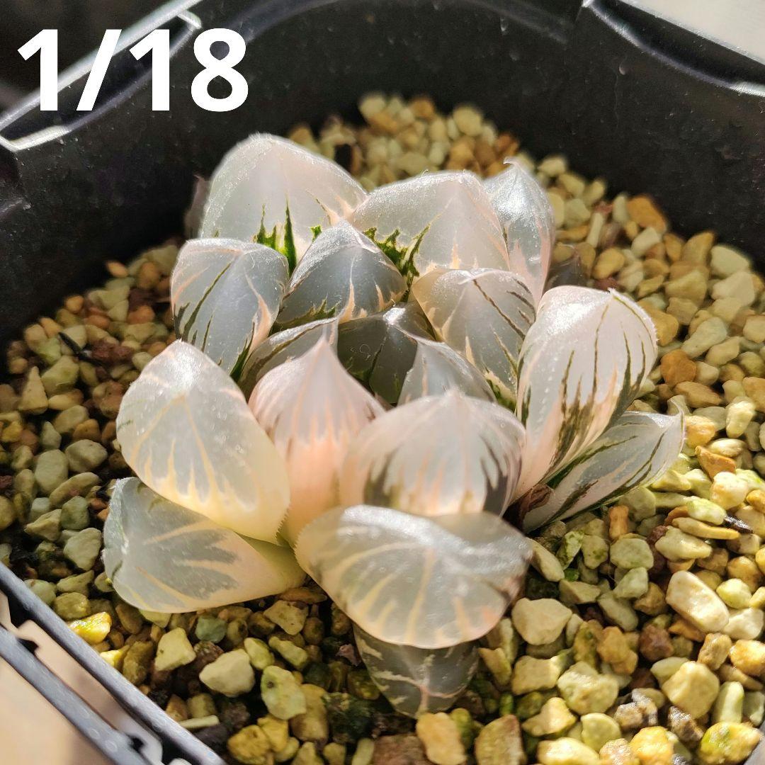 ハオルチア　水晶オブツーサ　極上斑