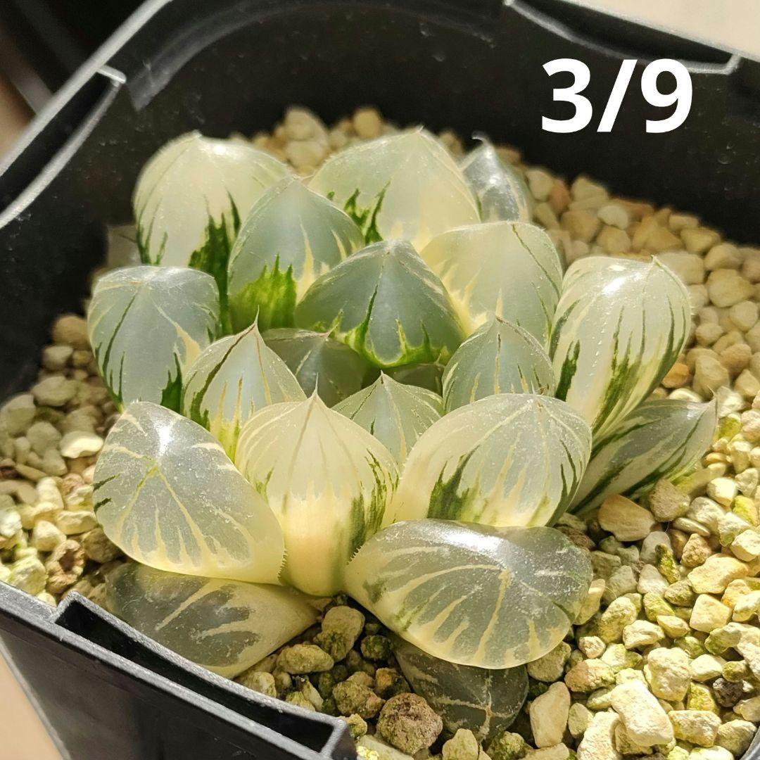 ハオルチア　水晶オブツーサ　極上斑