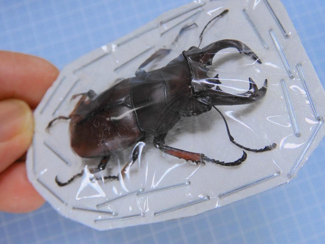 標本 Kenya Homoderus gladiator 48mm