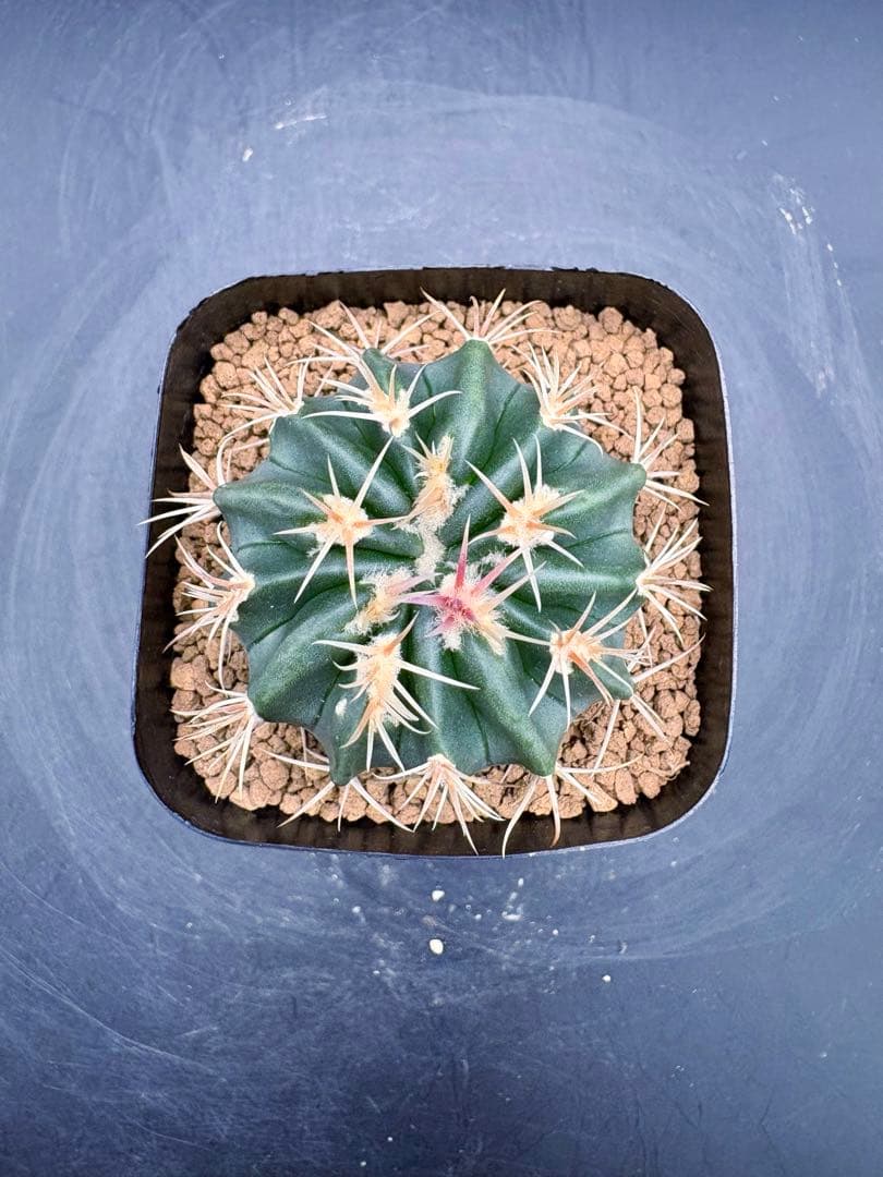 綾波モンスト 実生 綾波 サボテン