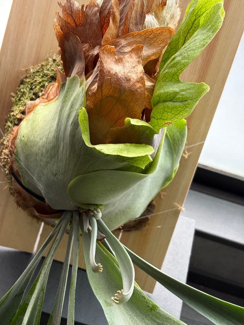 最終値下げ P.Pegasus ビカクシダ ペガサス 超大株 子株付き