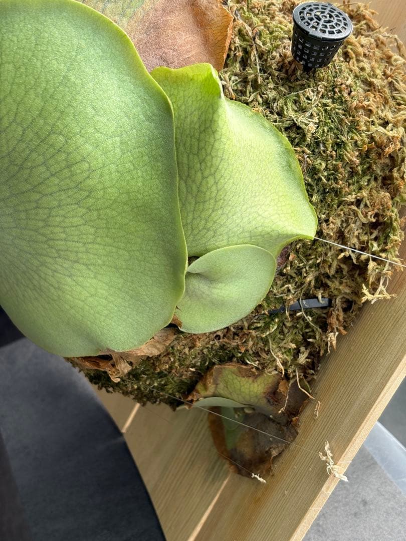 最終値下げ P.Pegasus ビカクシダ ペガサス 超大株 子株付き