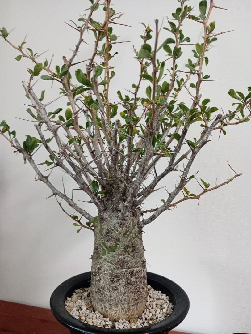 フォークイエリア コルムナリス　観峰玉