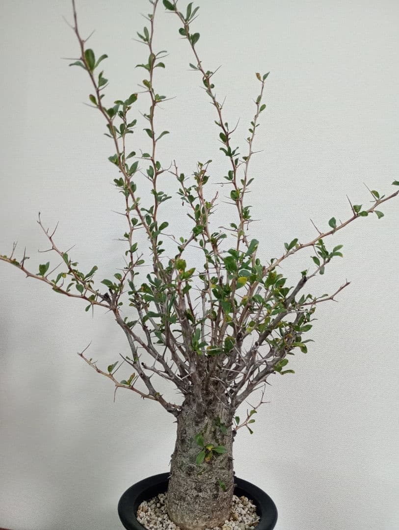 フォークイエリア コルムナリス　観峰玉