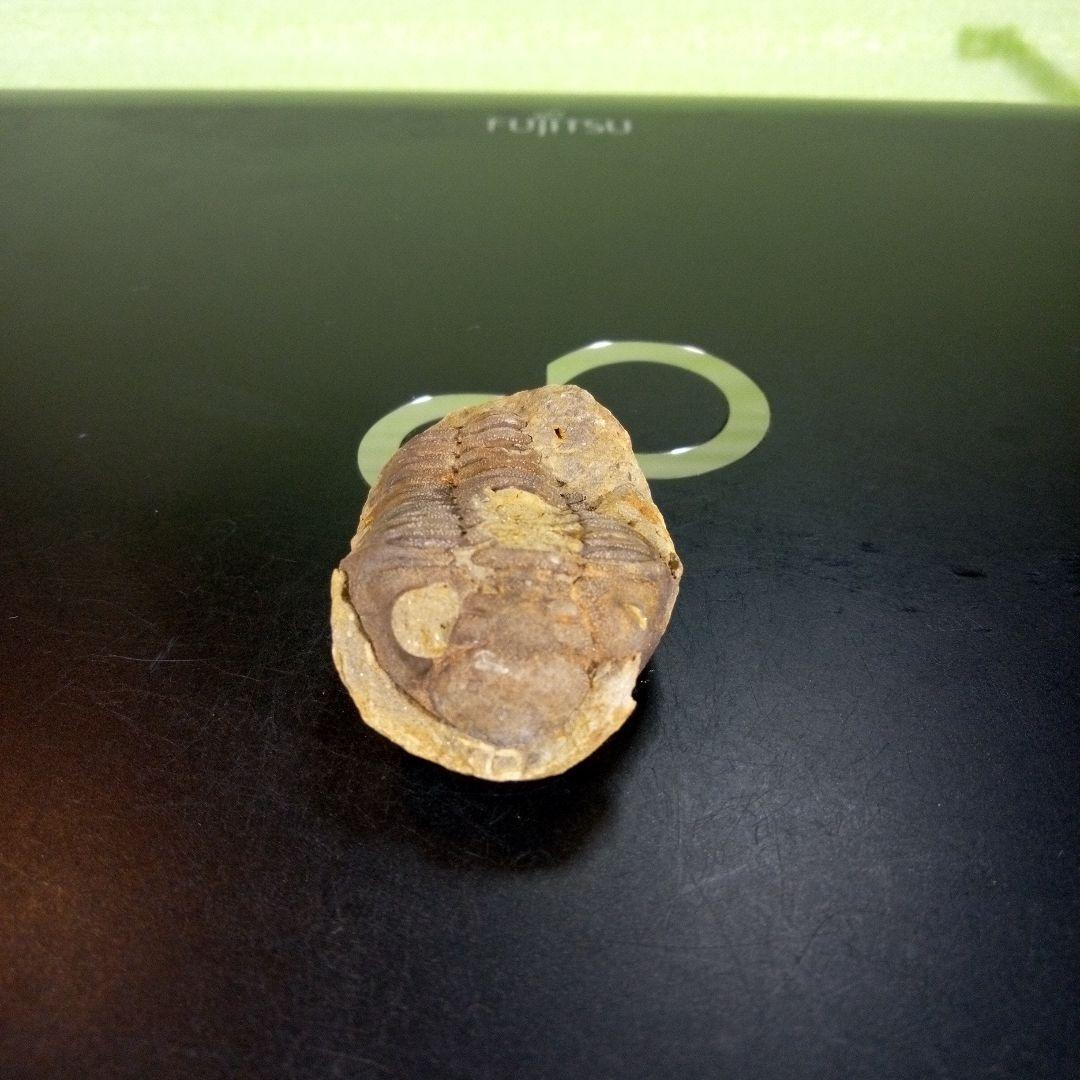 三葉虫　化石　ボリビア産　南アメリカ　trilobite　南米産fossil④