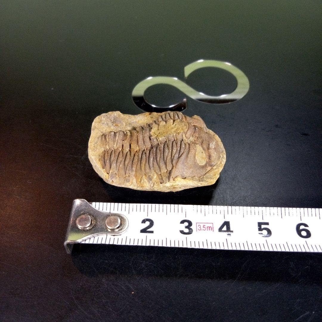 三葉虫　化石　ボリビア産　南アメリカ　trilobite　南米産fossil④