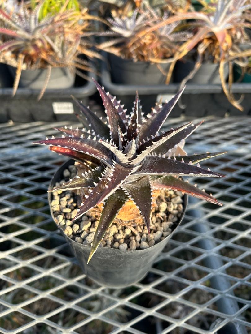 DBディッキア Arizona x BS, Paylen, Keswick ⑶