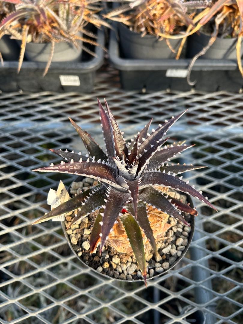 DBディッキア Arizona x BS, Paylen, Keswick ⑶