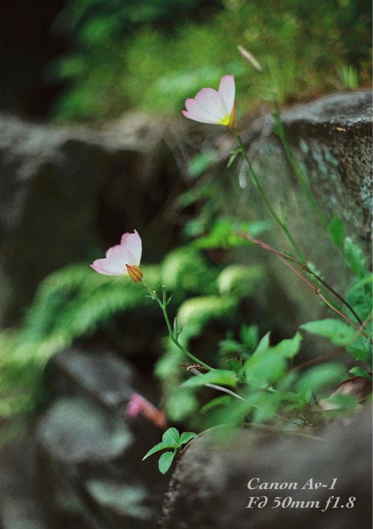 ★フィルム入門に！★canon av-1★完動品＊美品＊初期保証＊作例多数！