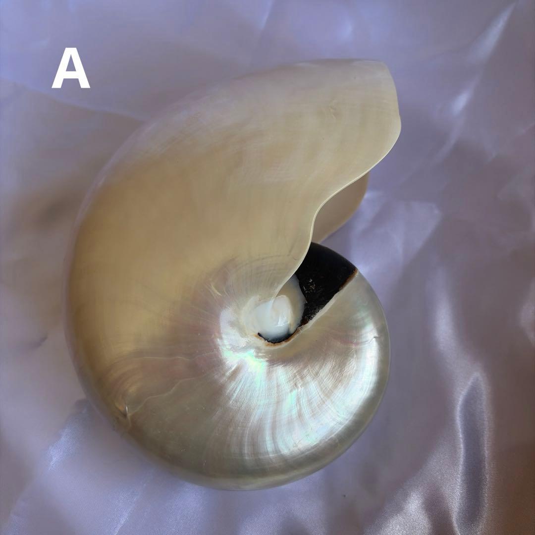 オウムガイの殻