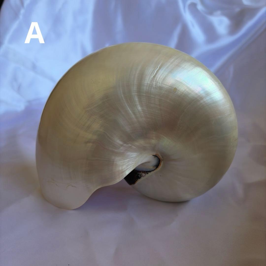 オウムガイの殻