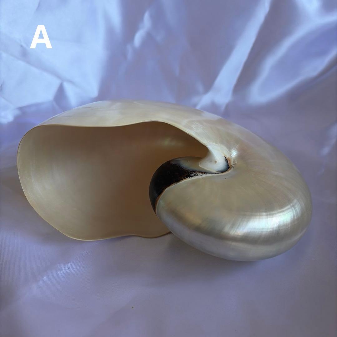 オウムガイの殻