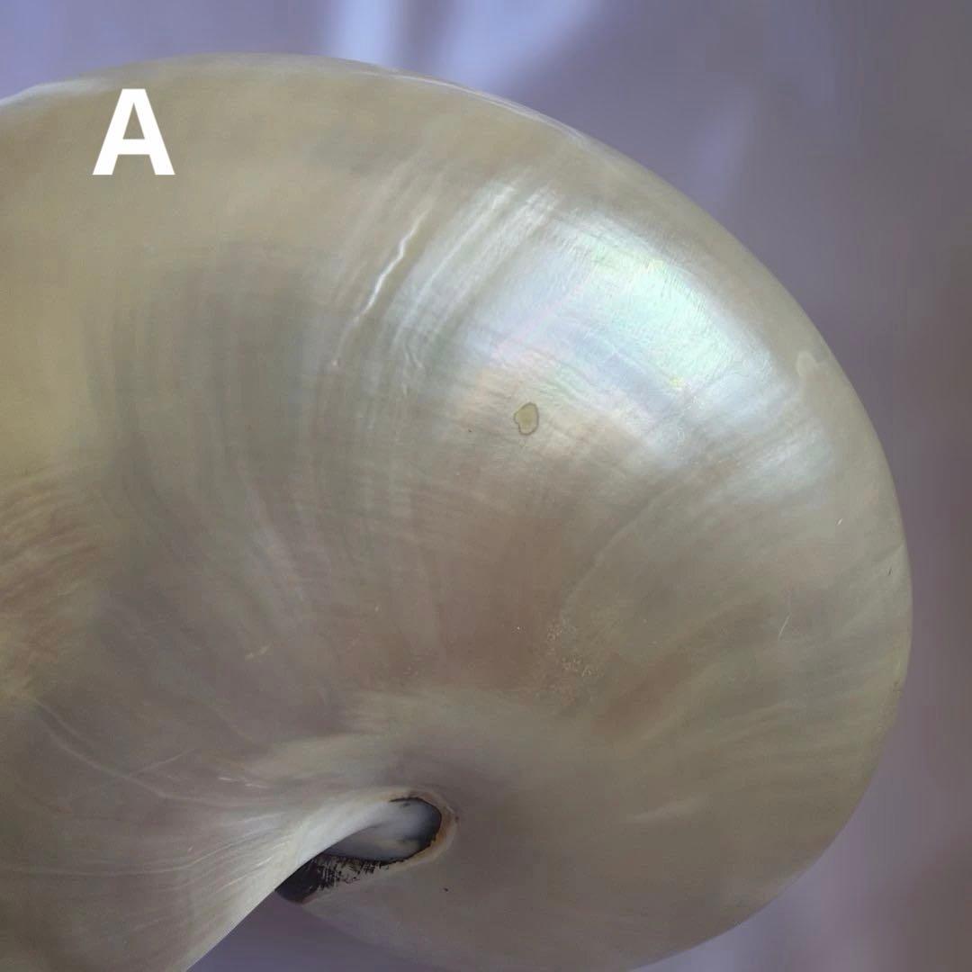 オウムガイの殻